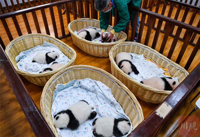 萌翻了！今年出生8只熊猫幼崽首次同框留影