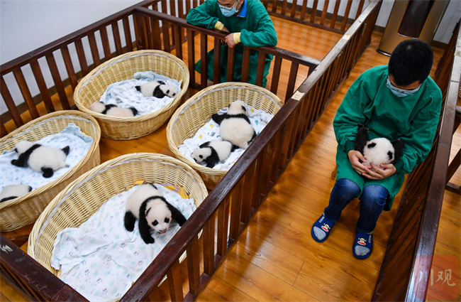 萌翻了！今年出生8只熊猫幼崽首次同框留影