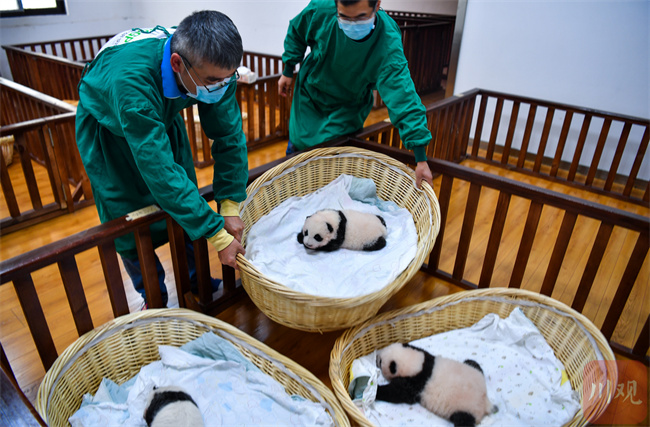 萌翻了！今年出生8只熊猫幼崽首次同框留影