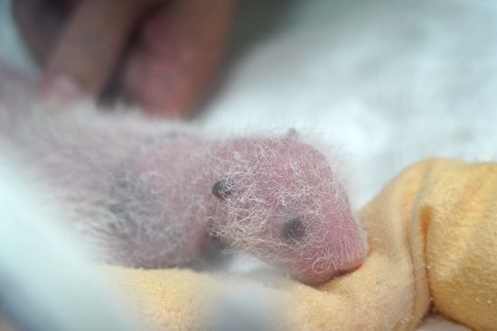 熊猫中心今年待产大熊猫共繁殖15胎24崽 其中9对双胞胎