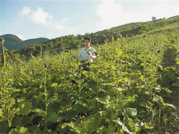 达州：把好中医药产业的“脉” 开好乡村振兴的“方”