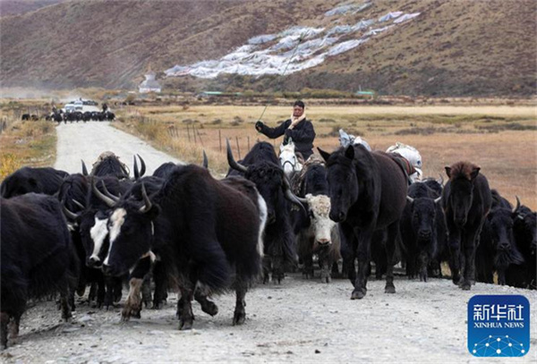 川西北藏牧民开始冬季转场