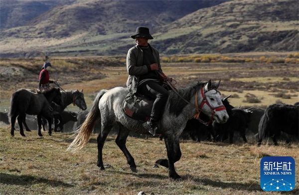 川西北藏牧民开始冬季转场
