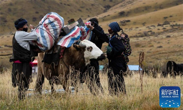 川西北藏牧民开始冬季转场