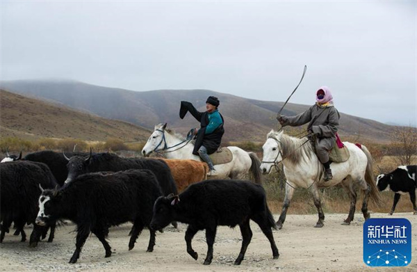川西北藏牧民开始冬季转场