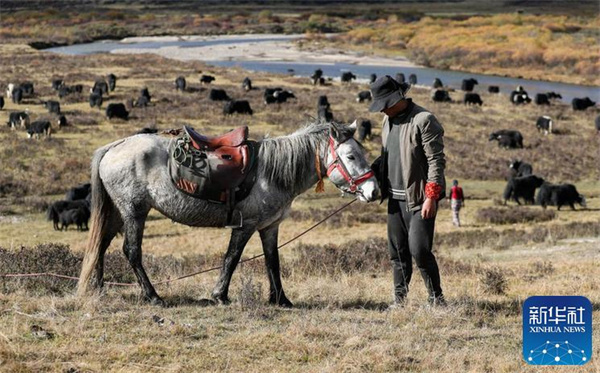 川西北藏牧民开始冬季转场