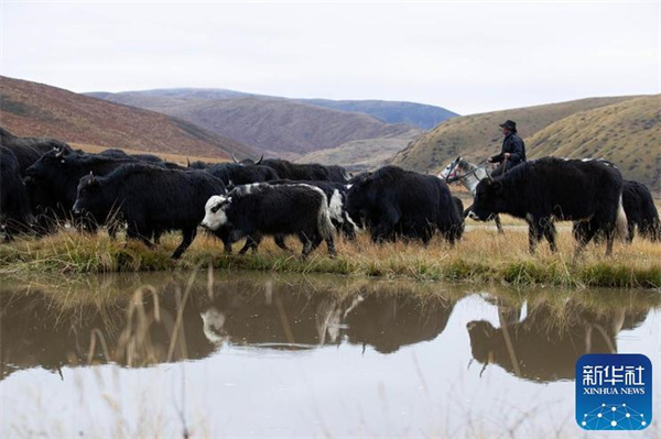 川西北藏牧民开始冬季转场