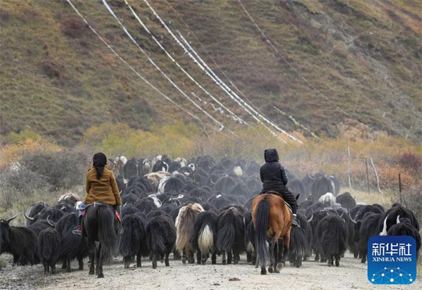 川西北藏牧民开始冬季转场