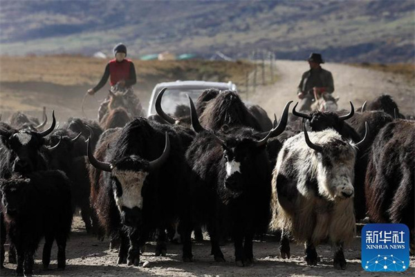 川西北藏牧民开始冬季转场