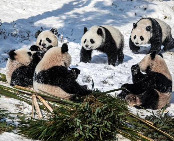 Pandas enjoy themselves in snow in China’s Sichuan