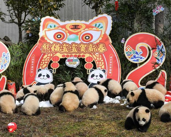 Giant Panda Cubs Made an Appearance at Shenshuping Base in Sichuan