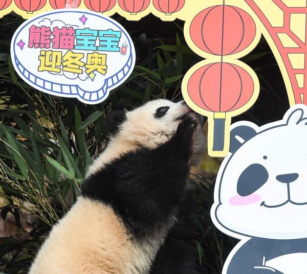 Giant Panda Cubs Made an Appearance at Shenshuping Base in Sichuan