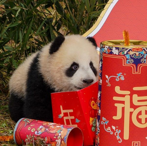 Giant Panda Cubs Made an Appearance at Shenshuping Base in Sichuan