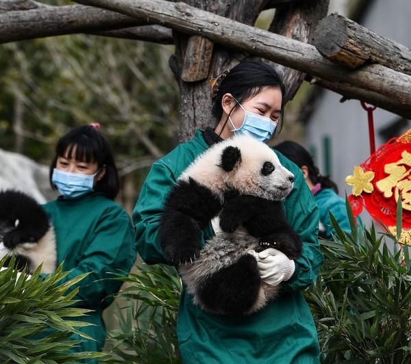 Giant Panda Cubs Made an Appearance at Shenshuping Base in Sichuan