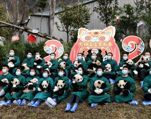 Giant Panda Cubs Made an Appearance at Shenshuping Base in Sichuan