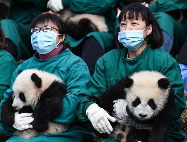 Giant Panda Cubs Made an Appearance at Shenshuping Base in Sichuan