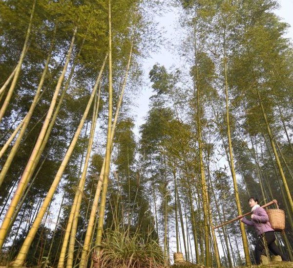 Pic Story of Rural Video Blogger in SW China\