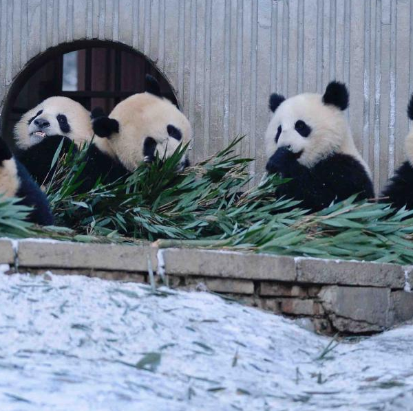 Giant Pandas Seen in SW China\