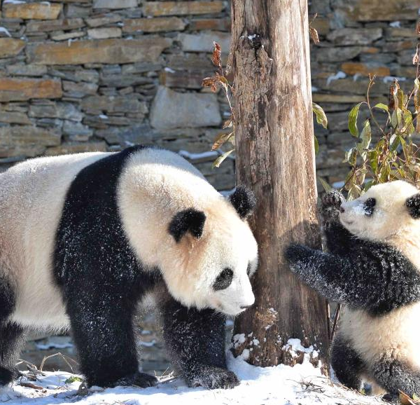 Giant Pandas Seen in SW China\