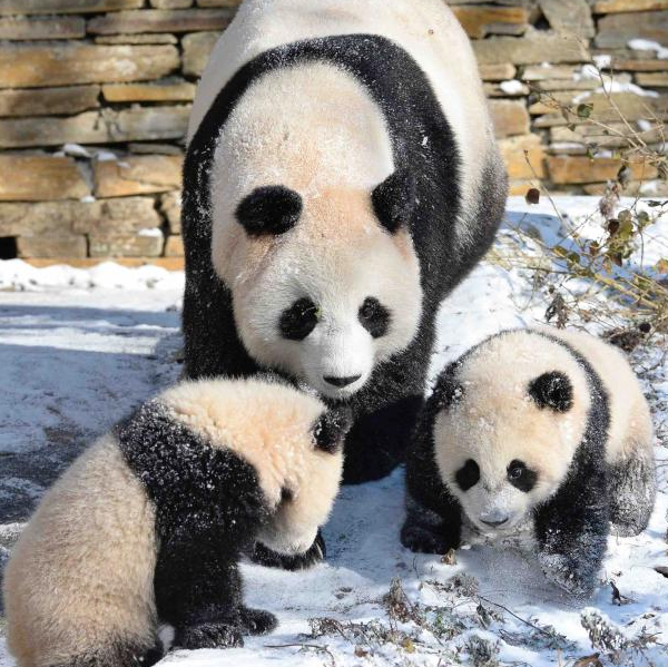 Giant Pandas Seen in SW China\