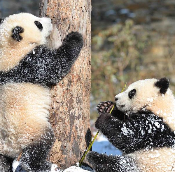 Giant Pandas Seen in SW China\