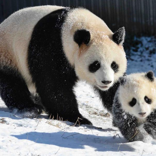 Giant Pandas Seen in SW China\