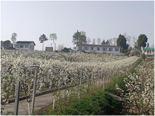 广元旺苍：阳春三月赏李花花香四季到张华