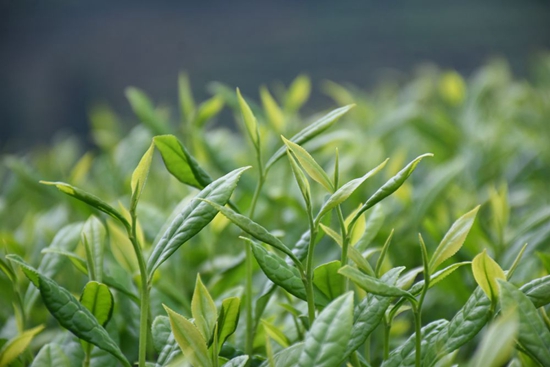 四川好物｜金花藏茶：藏茶里的“金花”