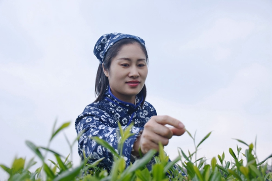 四川好物｜金花藏茶：藏茶里的“金花”