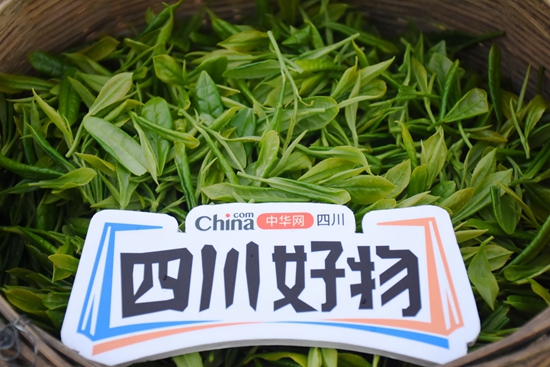 四川好物｜金花藏茶：藏茶里的“金花”