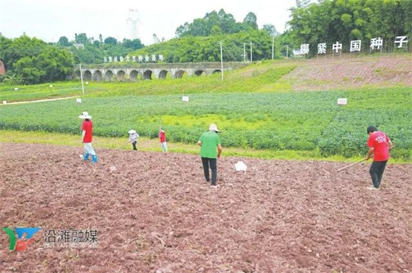 着力打造西南地区种子资源库——自贡大豆良种繁育基地忙“优生”  